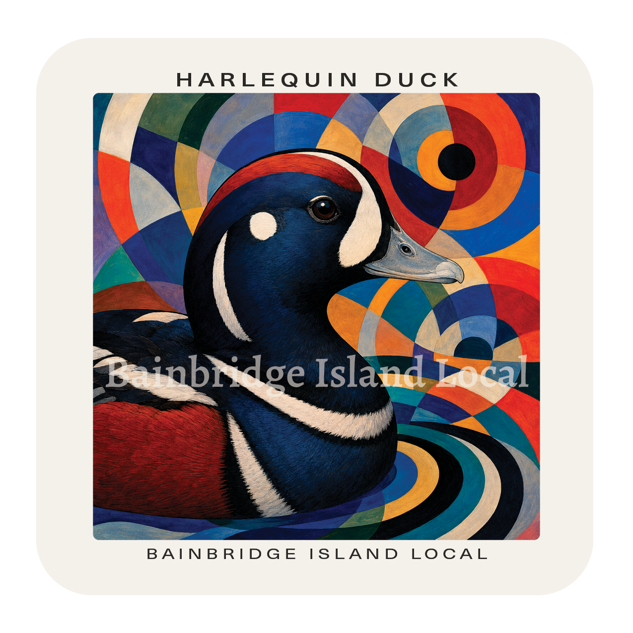 Harlequin Duck