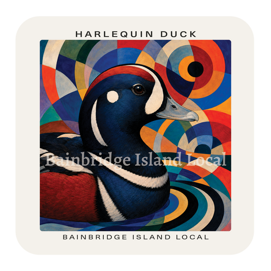 Harlequin Duck