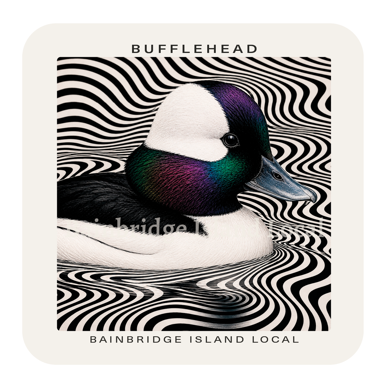 Bufflehead