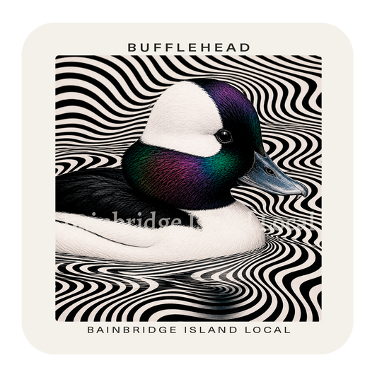 Bufflehead