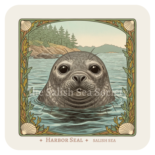 Harbor Seal