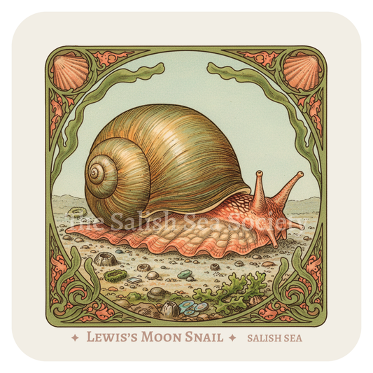 Lewis's Moon Snail