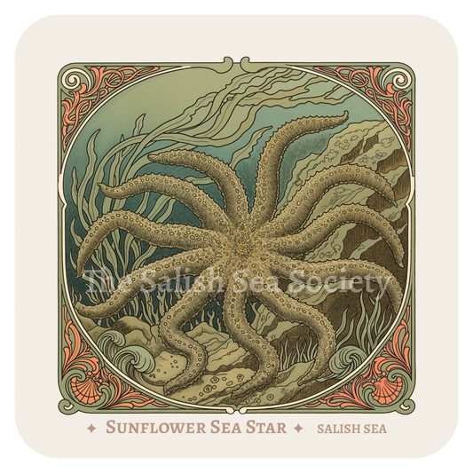 Sunflower Sea Star