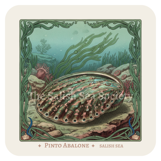 Pinto Abalone
