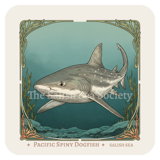 Pacific Spiny Dogfish