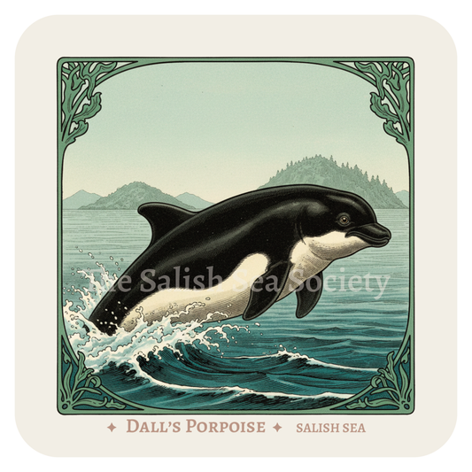 Dall's Porpoise