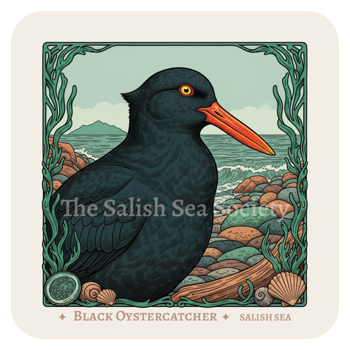 Black Oystercatcher