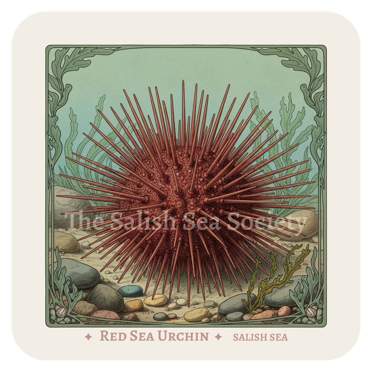 Red Sea Urchin