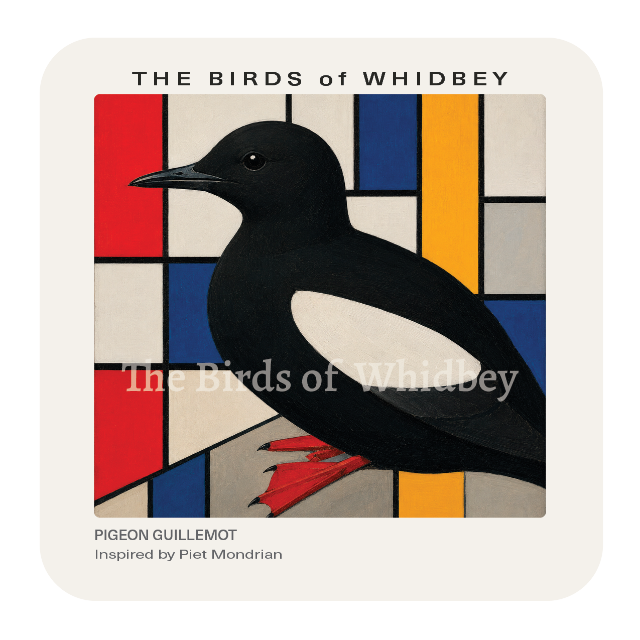 Pigeon Guillemot