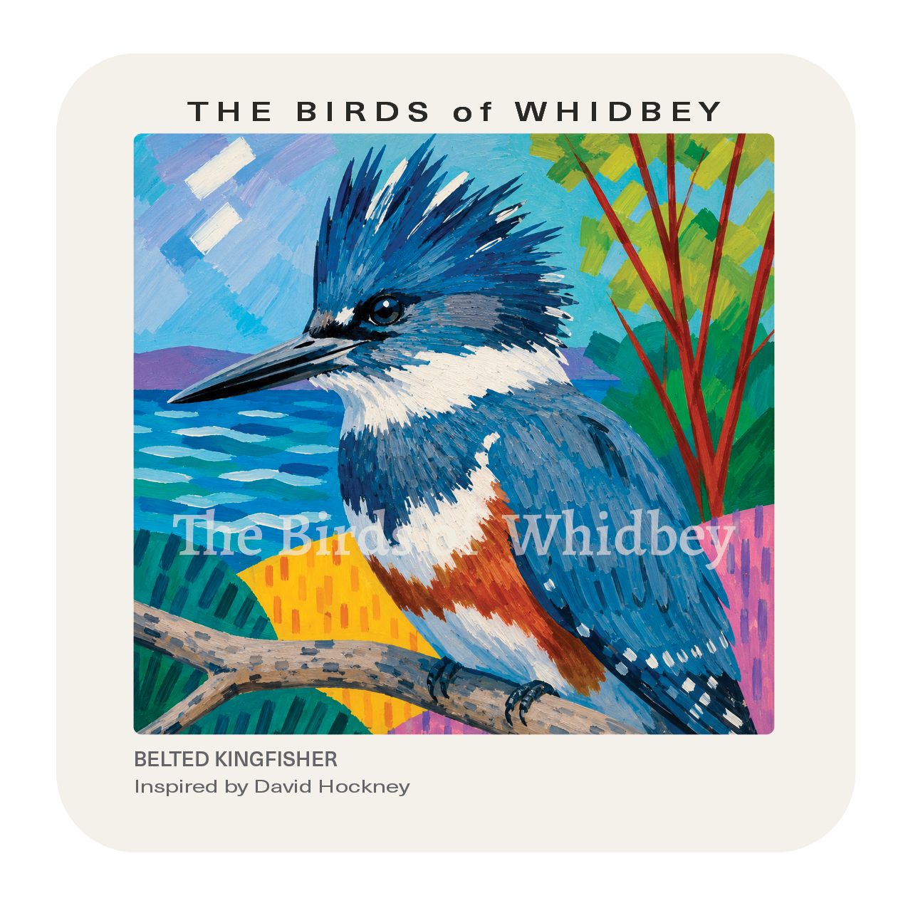 Belted Kingfisher