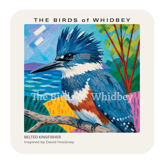 Belted Kingfisher