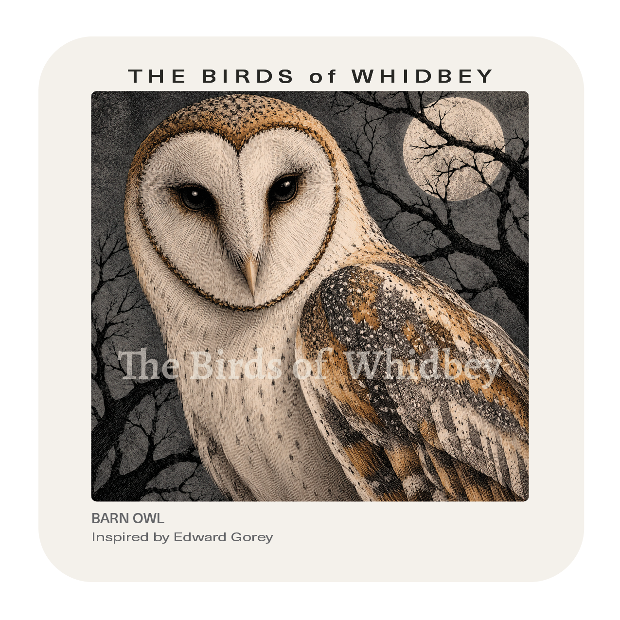 Barn Owl