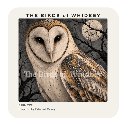 Barn Owl